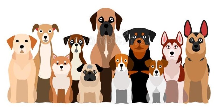 Thinking Of Getting A Doggo?