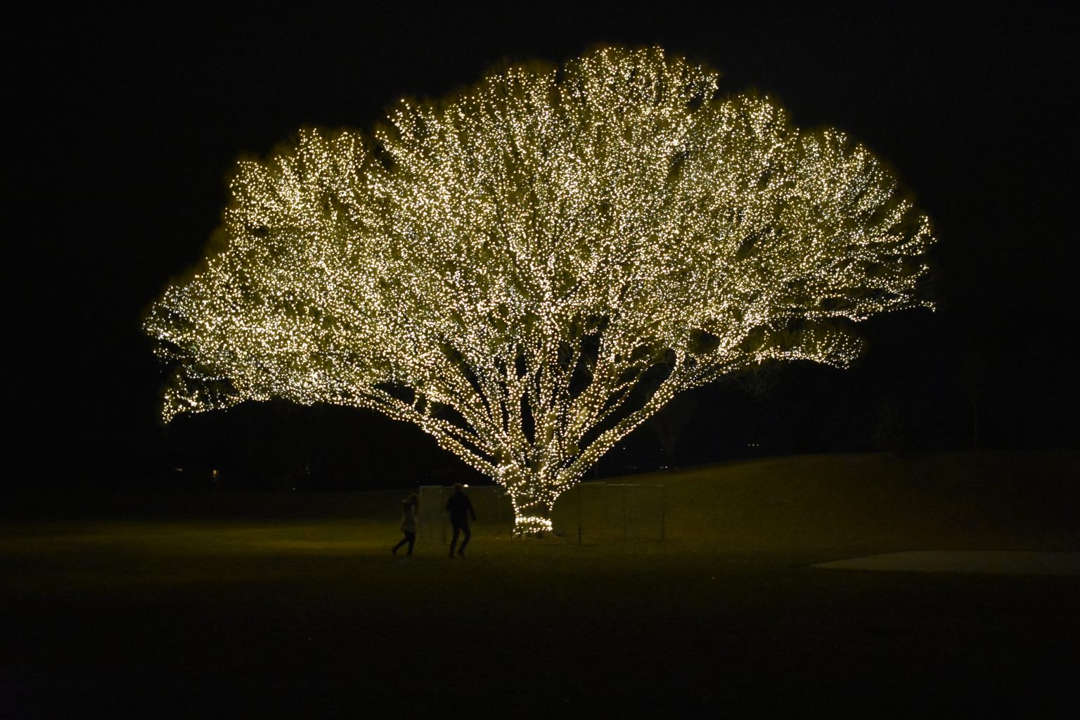 tree of life